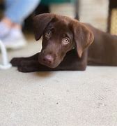 Image result for Chocolate Lab Chip Clips