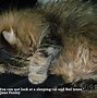 Image result for Cat Nap Quotes