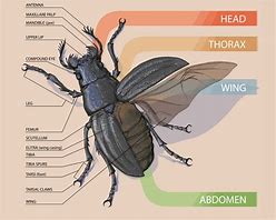 Image result for Insect Anatomy