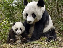 Image result for Urso Panda