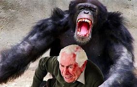 Image result for Ape Kills Ape