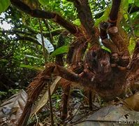 Image result for What Is the Biggest Spider Ever Seen