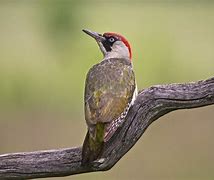 Image result for Picus viridis
