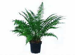 Image result for Dryopteris filix-mas Barnesii