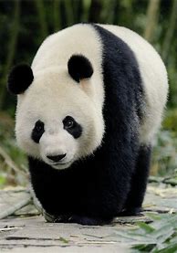 Image result for Giant Panda Bear Family