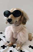 Image result for Swaggy Animals