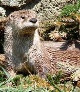 Image result for South American River Otter
