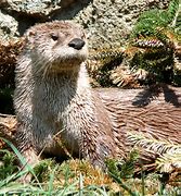Image result for Otter Pictures