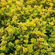 Image result for Thymus citriodorus (x) (CITROENTHYM)