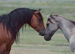 Image result for Mustang Horse Breed