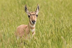 Image result for Animals Found in the Grasslands