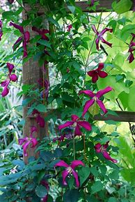 Image result for Climbing Vines and Flowers