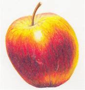 Image result for Apple Drawing with Different Hues