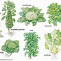 Image result for Cabbage