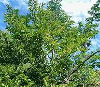 Image result for Annona Squamosa Tree
