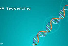 Image result for Human DNA Sequence