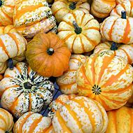 Image result for Yellow Winter Squash Round