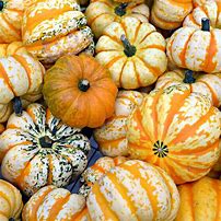 Image result for All Types of Winter Squash