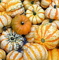 Image result for Edible Squash Types