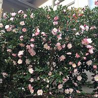 Image result for Camellia sasanqua Day Dream