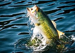 Image result for Bass Fishing Free Pictures