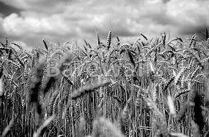 Image result for Crops Black and White