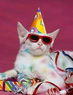 Image result for Celebrate Cat Meme
