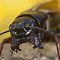 Image result for The Fighting Cricket Insect