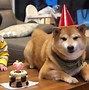 Image result for What the Heck Is the Dog Doing Real Meme