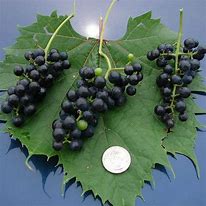 Image result for Wild Grape Seeds