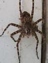 Image result for Biggest Spider Breed