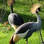 Image result for gruidae