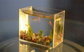 Image result for World's Smallest Fish Tank