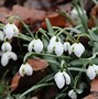 Image result for Galanthus Hippolyta