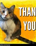 Image result for Thank You Cat Meme Cry
