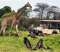 Image result for Botswana Africa Safari