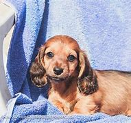 Image result for Blue Staffordshire and Dachshund