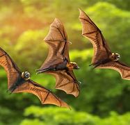 Image result for Bat and Bat