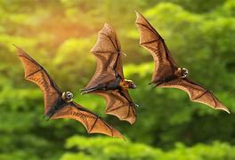 Image result for Bat Being Pinched