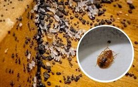 Image result for Stink Bug Droppings