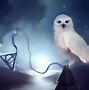 Image result for Cool Owl Pictures