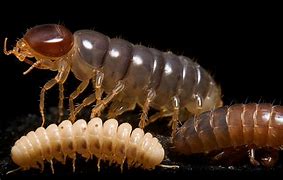 Image result for Termite Larvae vs Maggots