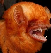 Image result for Ugly Baby Bat