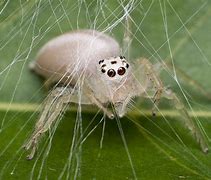 Image result for Albino Cricket Spider