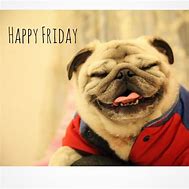 Image result for Happy Friday Pug Images