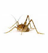 Image result for Camel Spider Cricket