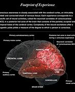 Image result for Human Consciousness Mind