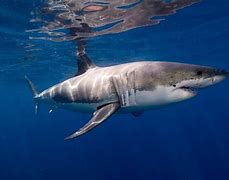 Image result for Great White Shark Yam