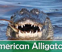 Image result for Archer Alligator Facts