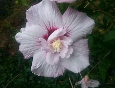 Image result for Hibiscus syriacus Leopoldii